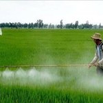 IRRI-Insecticides-Use-In-Rice-Production-Causes-Planthopper-Outbreaks