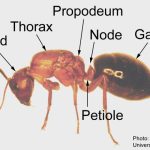 ant_anatomy_ant_copy