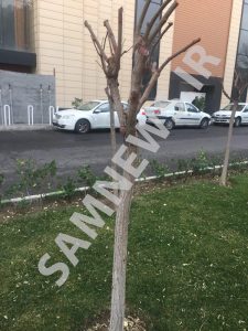 نمونه هرس شدید در خیابان های شهری